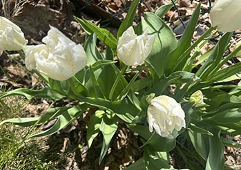 Tulipany przekwitają? Zrób to teraz, a zakwitną jeszcze piękniej za rok