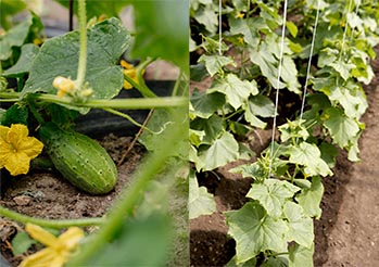 Uprawa ogórków na sznurkach – Jak zrobić stelaż i wiązać pędy?