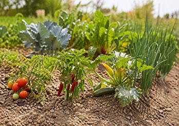 TOP 10 warzyw odpornych na suszę - rosną nawet bez podlewania