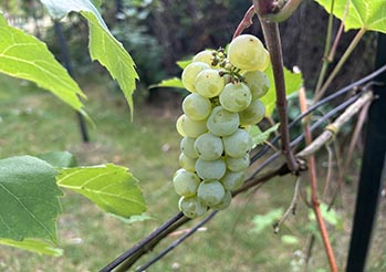 Ptaki i osy zjadają Twoje winogrona? Wystarczy jeden trik, by ocalić owoce tuż przed zbiorem