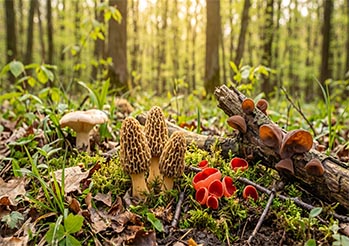 Wiosenne grzyby jadalne - jakie zbierać w kwietniu i maju