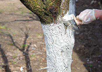 Bielenie drzew owocowych. Dowiedz się jak należy bielić drzewka owocowe - bielenie pni drzew owocowych