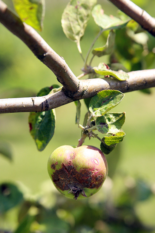 jabłko wiszące na drzewku owocowym z chorobą parchem jabłoni