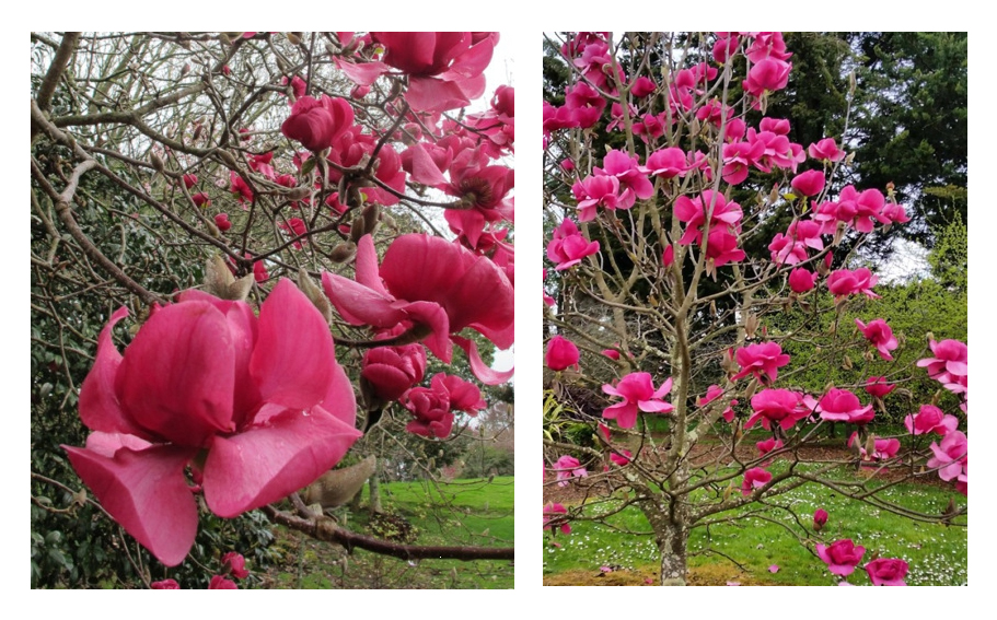 różowa magnolia Felix