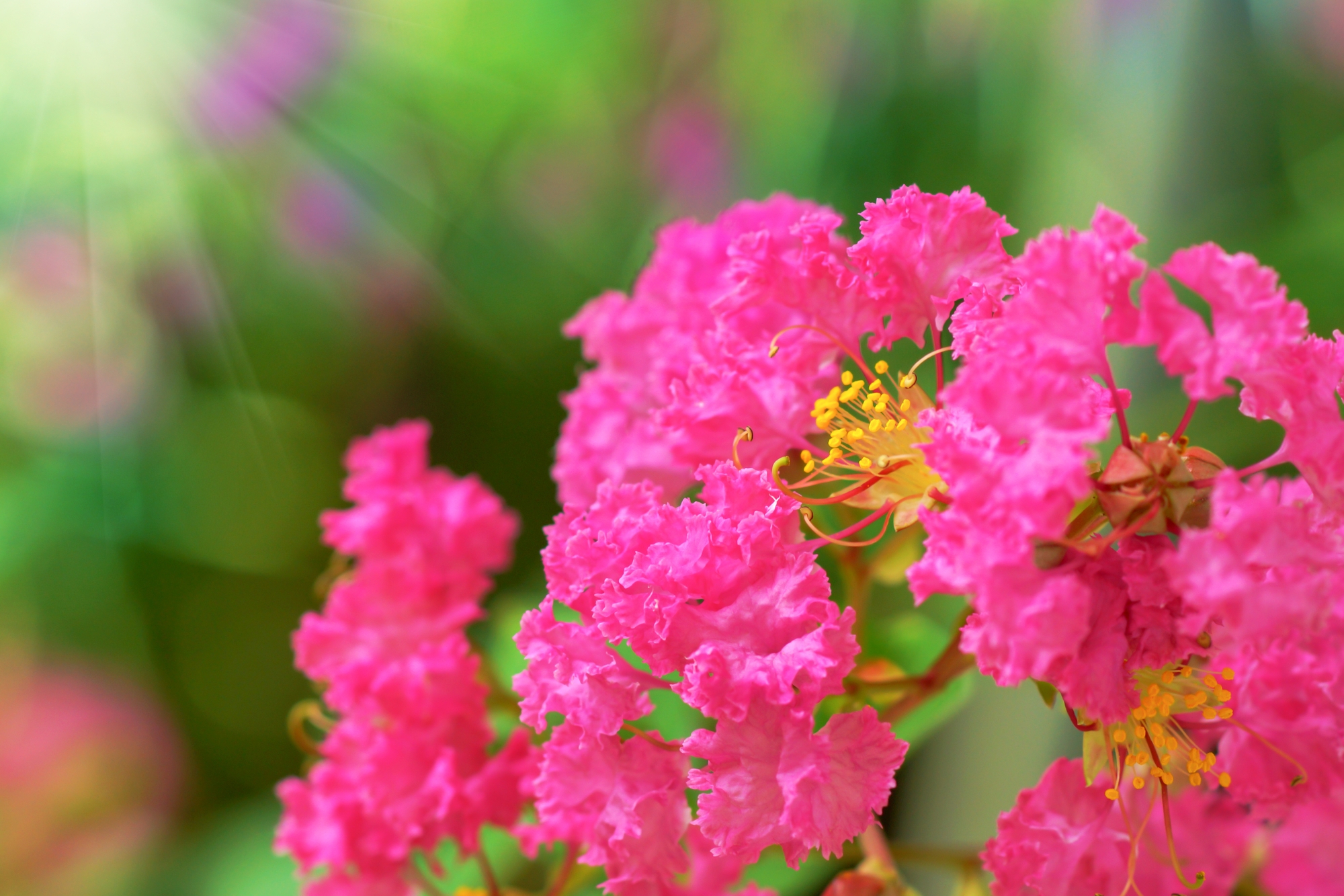 Lagerstroemia 