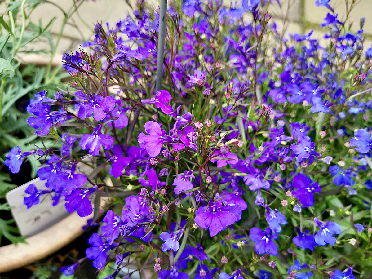 lobelia o kwiatach rozowych i fioletowych