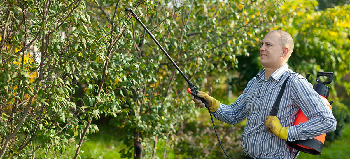 człowiek rozpyla wiosenne opryski drzew owocowych