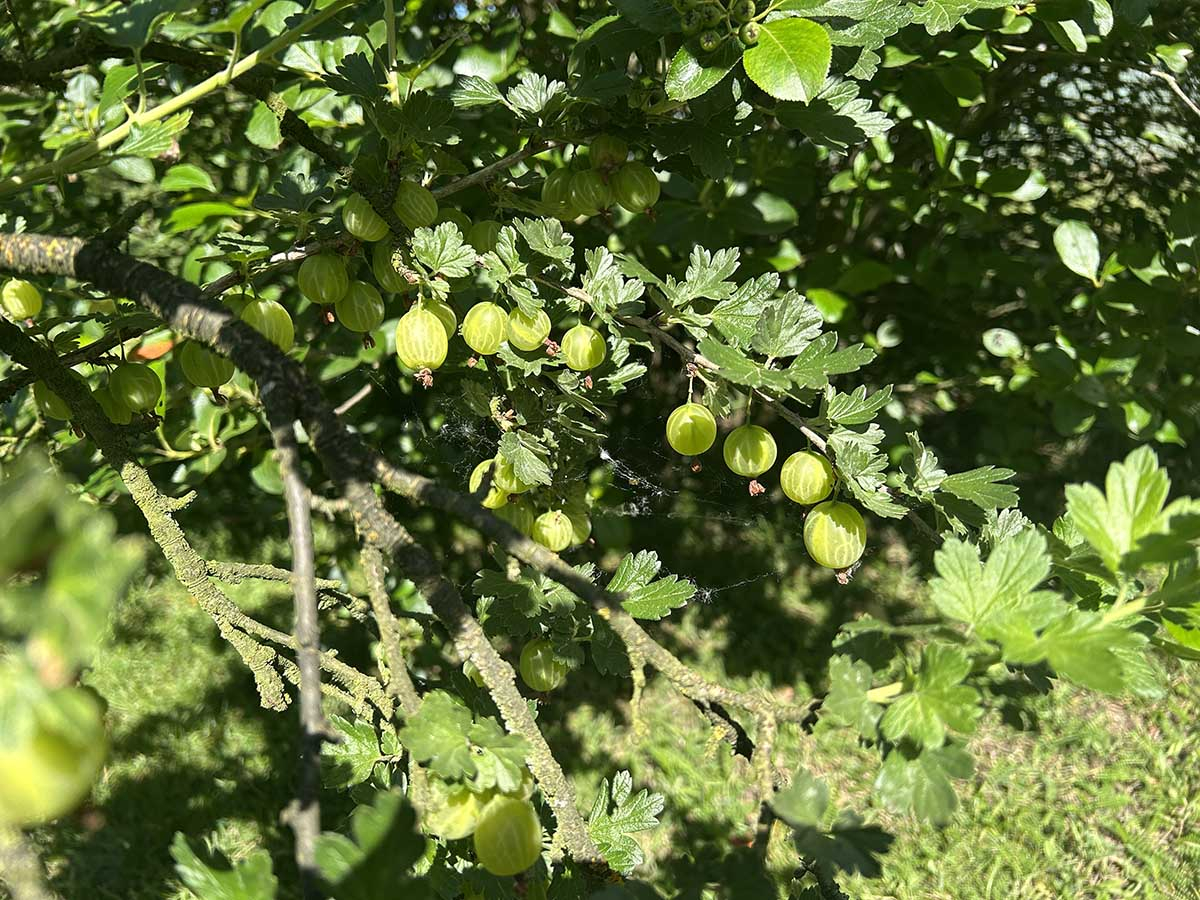 Przewodnik po stadach rozwoju agrestu (Czerwiec): Jak uzyskać wielkie i słodkie owoce? Zbliżenie na krzew agrestu z licznymi zielonymi, twardymi owocami w drugiej połowie czerwca. Na zdjęcie nałożona jest infografika z przewodnikiem po stadiach rozwoju i listą działań: sprawdzenie mączniaka, nawożenie potasem, ściółkowanie.