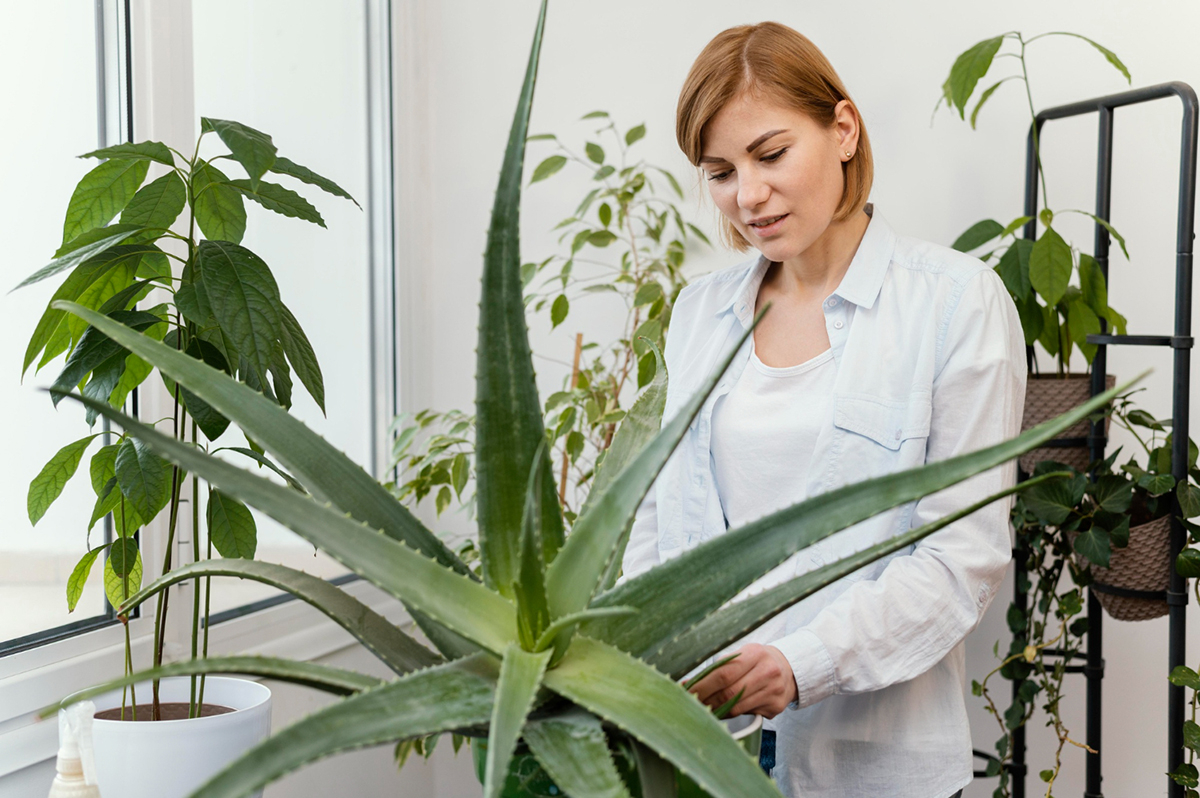 aloes wsrod innych roslin domowych