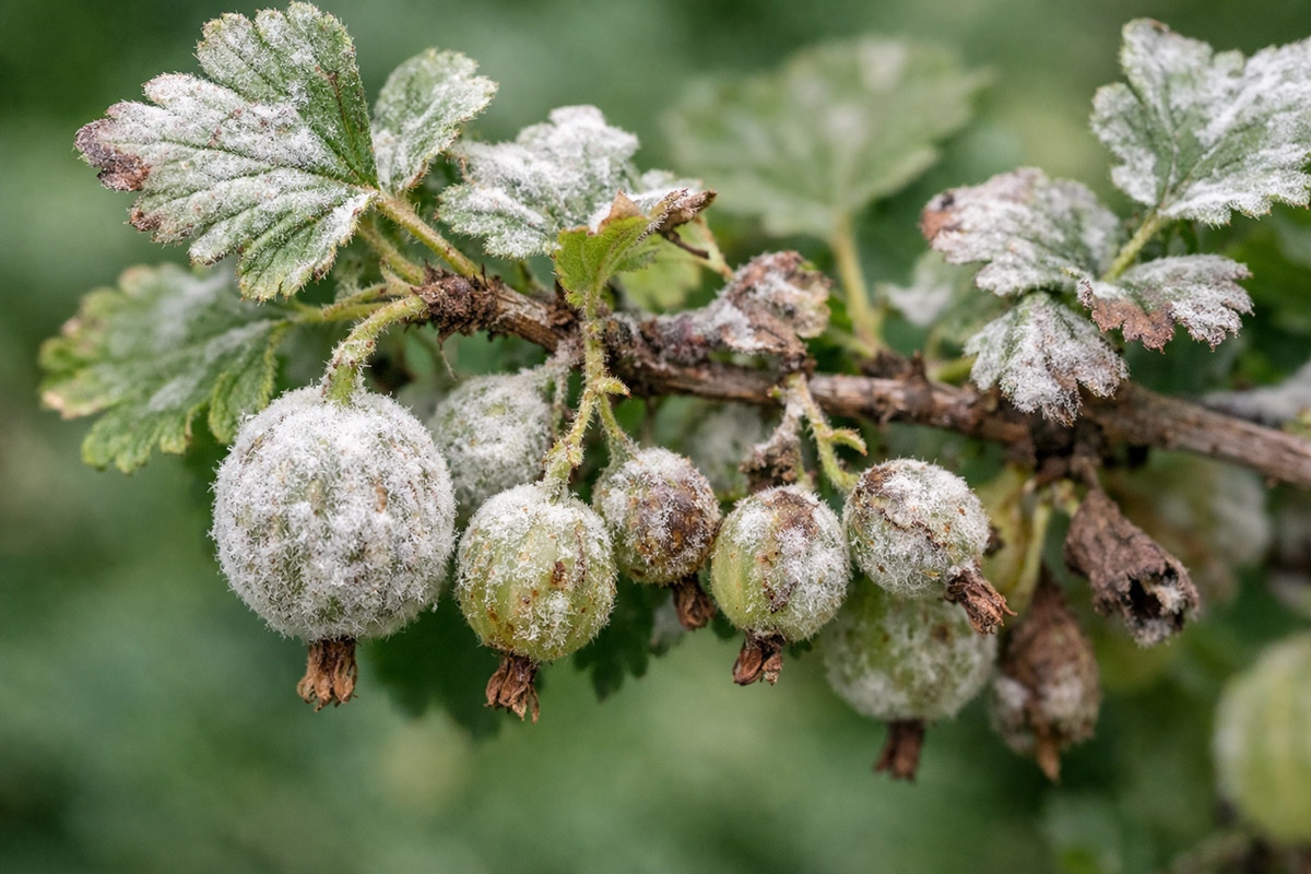 Amerykański mączniak agrestu amerykański mączniak agrestu