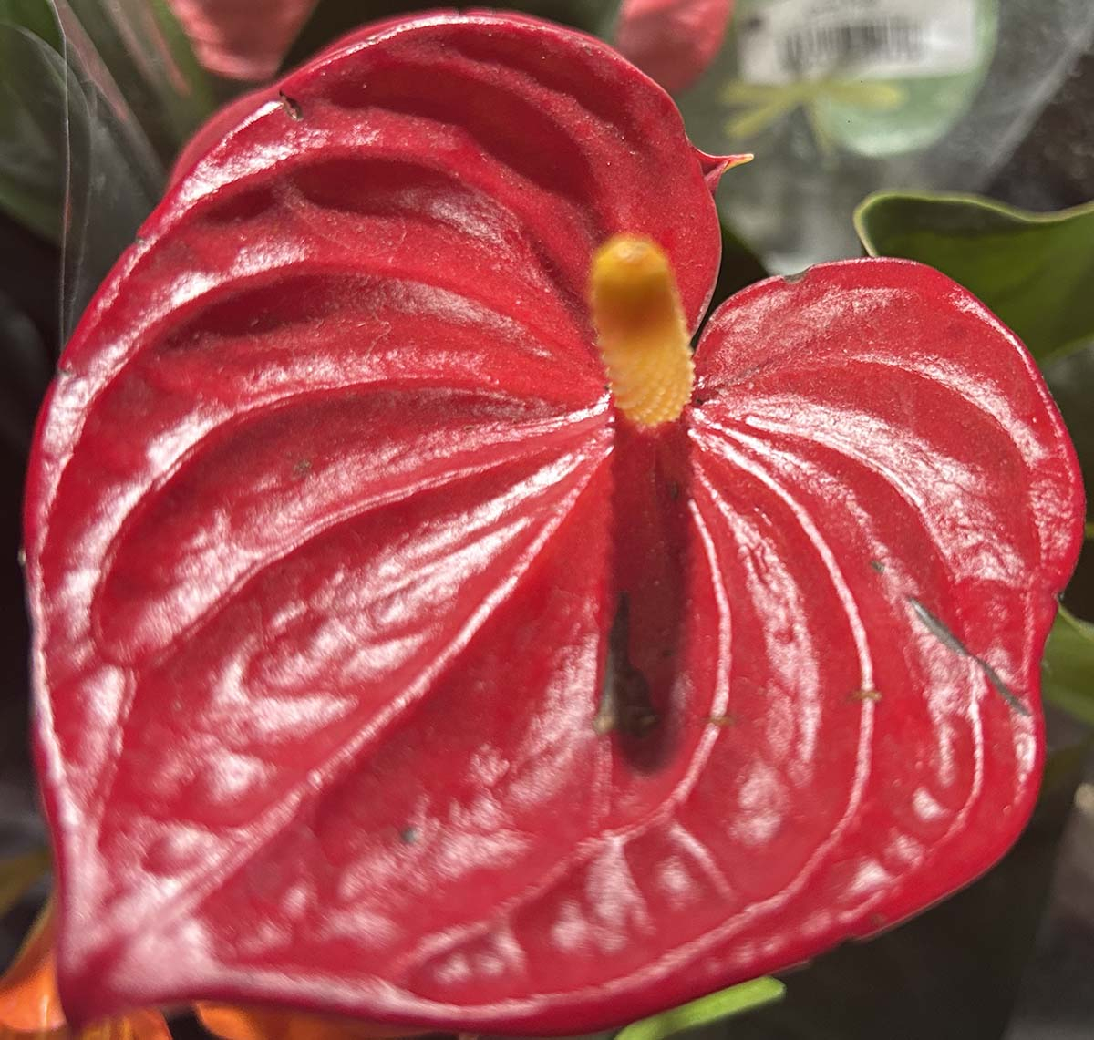 Kwiat anturium z bliska - która część rośliny jest trująca Zbliżenie na czerwony kwiat anturium z żółtą kolbą - część rośliny zawierająca szczawian wapnia