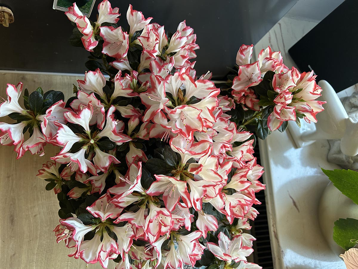 Kwitnąca azalia w doniczce azalia doniczkowa kwitnąca