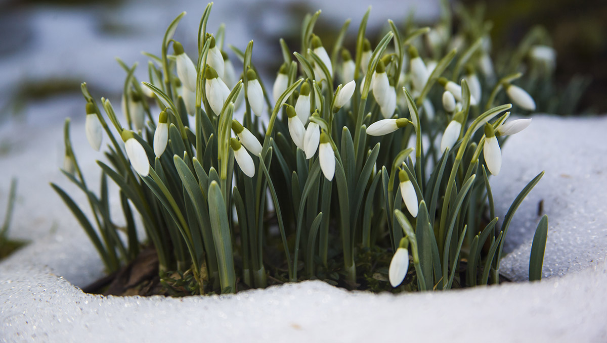 biale male sliczne kwiaty na sniegu marzec w ogrodzie