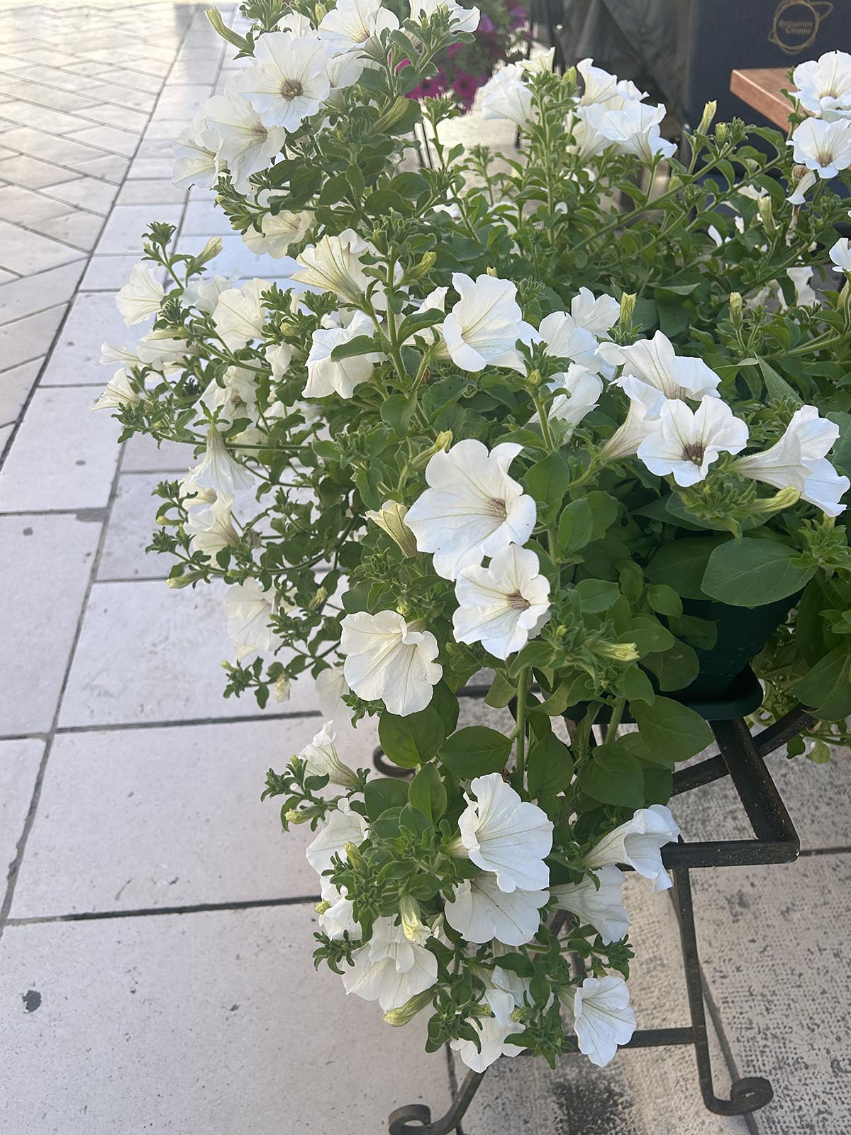 białe surfinie, kwitnące surfinie