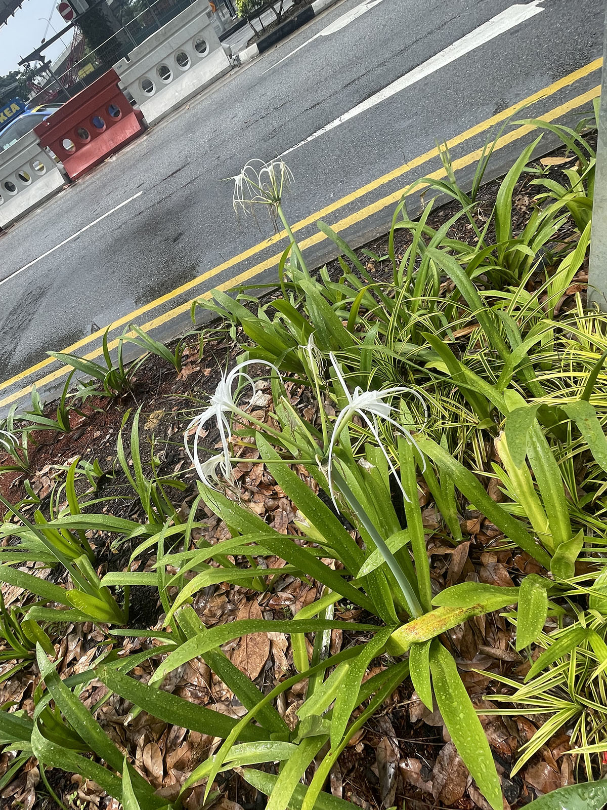 Ismena Błonczatka Blonczatka