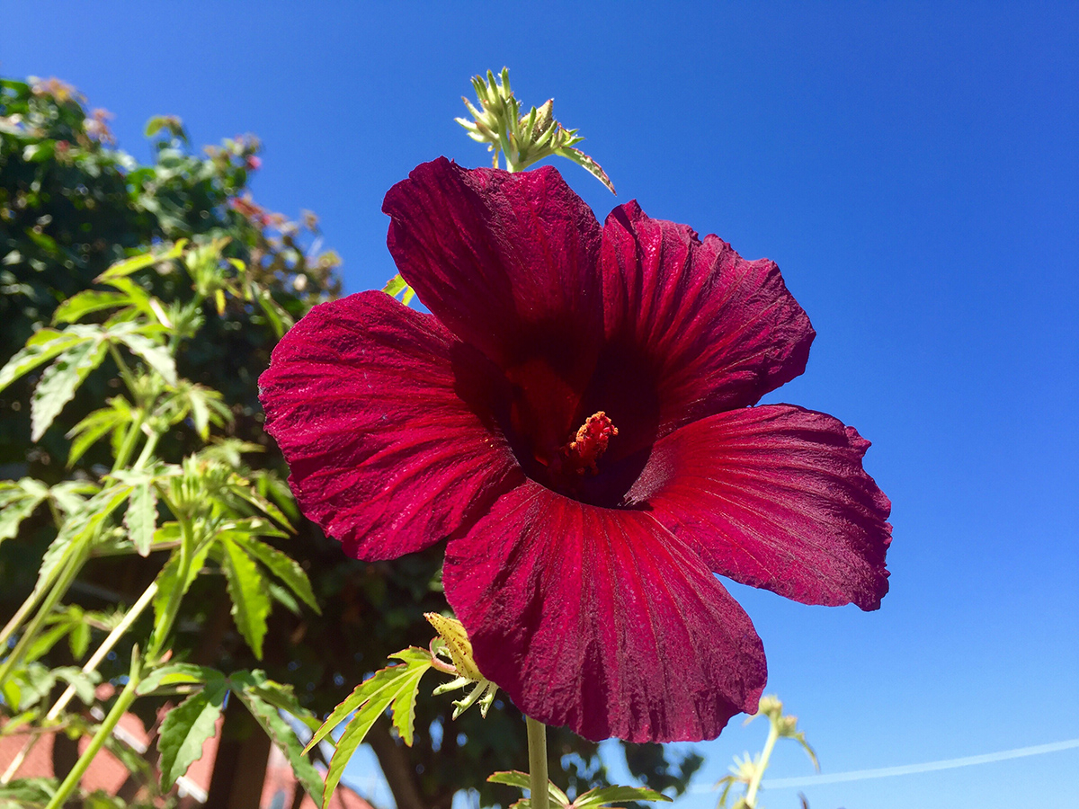 bordowe kwiaty hibiskusa bagiennego