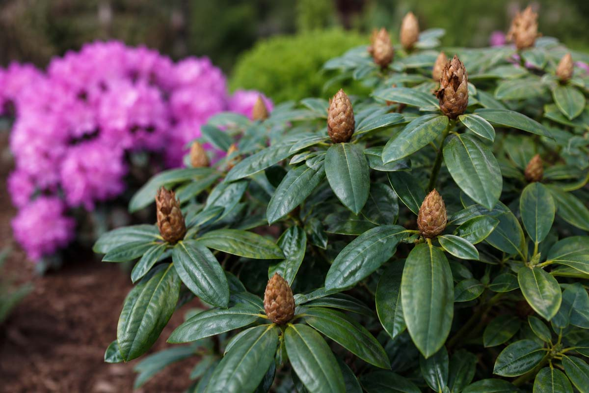 Rododendron z brązowymi pąkami kwiatowymi w ogrodzie