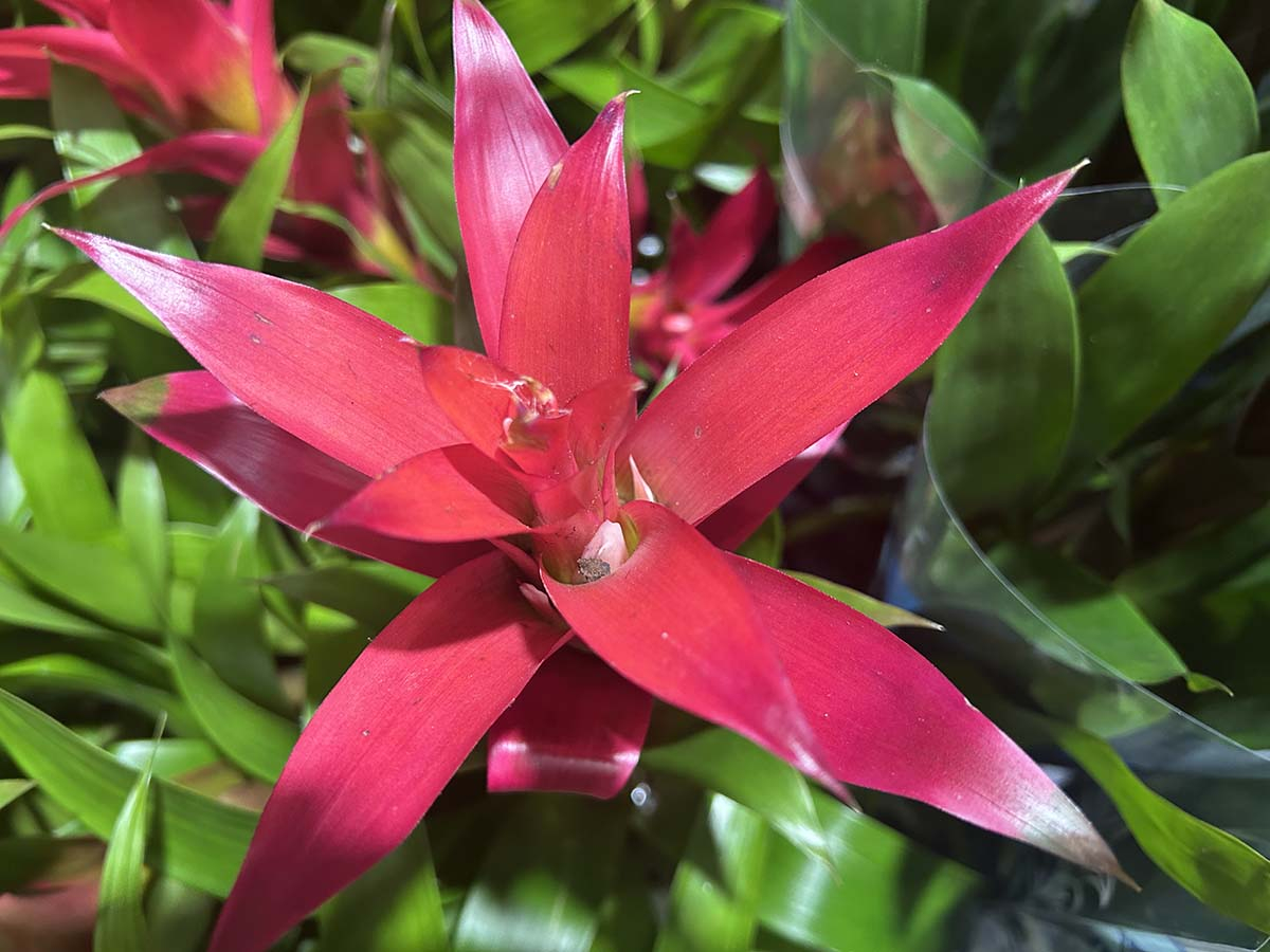 Budowa rozety bromelii - centralny punkt pobierania wody przez roślinę. Widok z góry na czerwoną rozetę liściową bromelii ukazujący lejek, do którego nalewa się wodę.