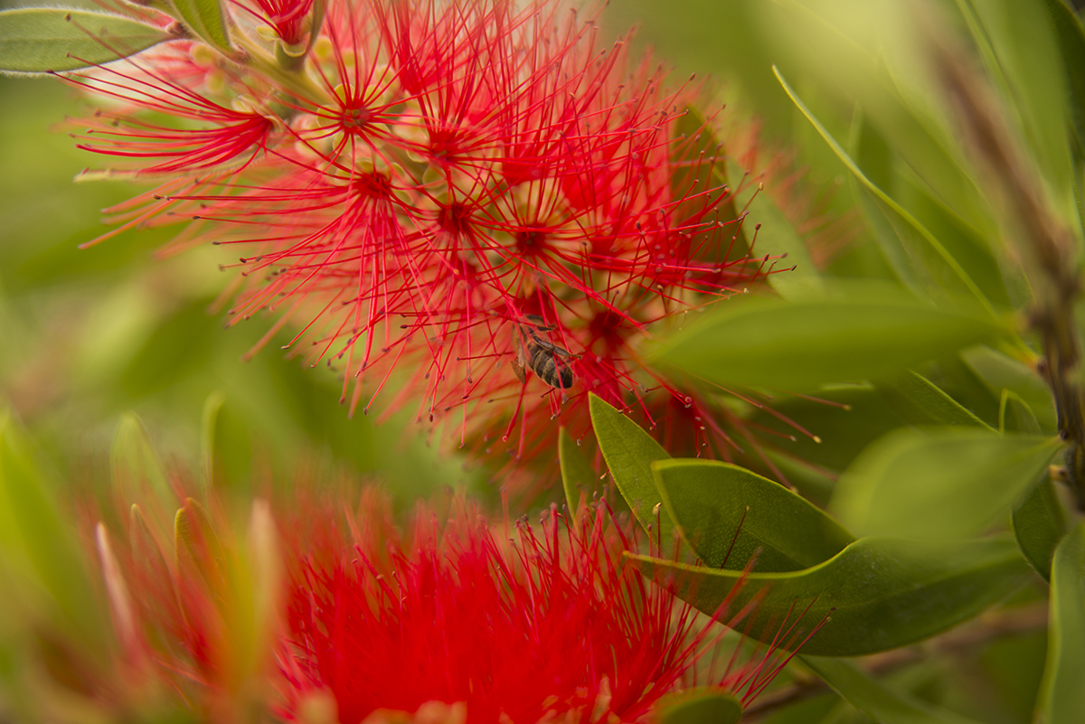 callistemon kuflik i pszczoła szukajaca nektaru