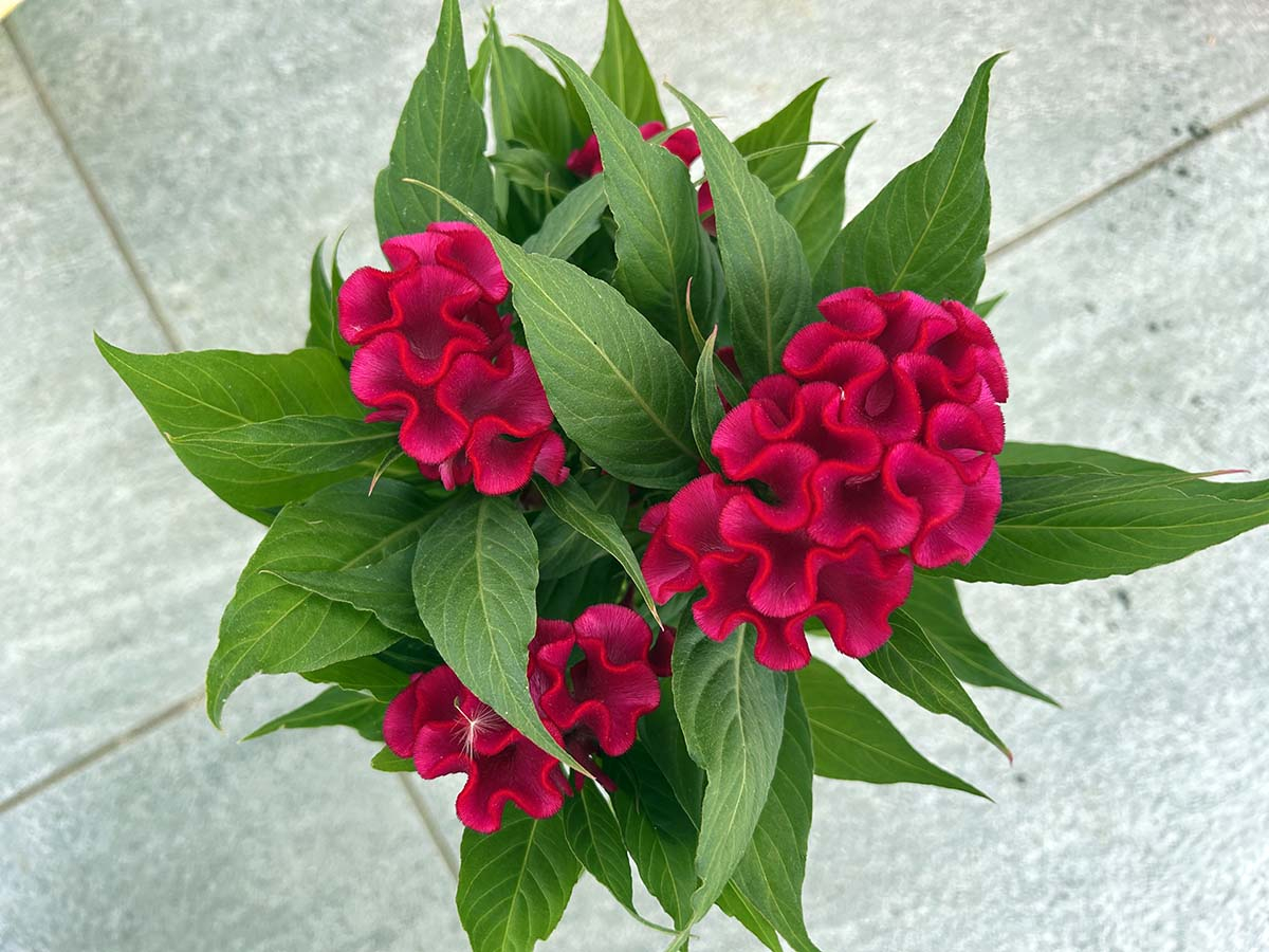 Zbliżenie z góry na intensywnie różowe kwiaty celozji grzebieniastej w doniczce na balkonie