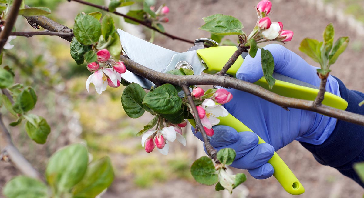 Ogrodnik przycina gałęzie jabłoni sekatorem obok pojemnika z maścią ogrodniczą