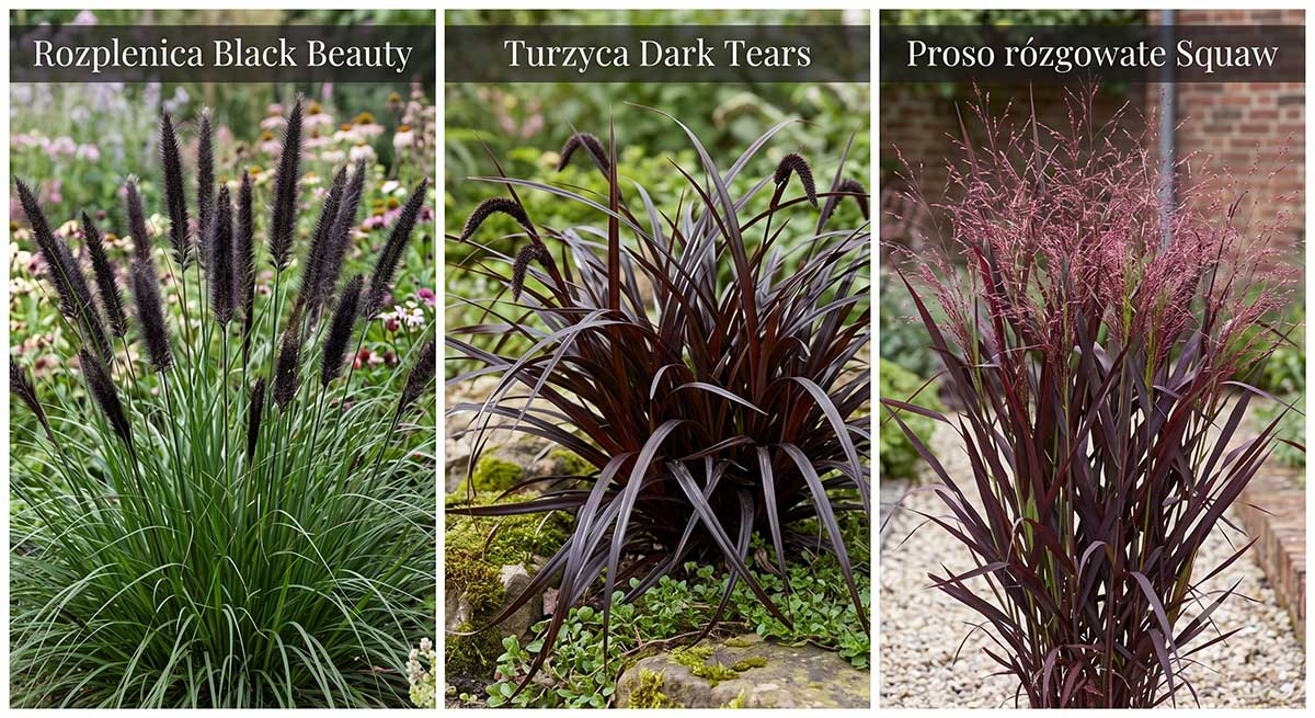 Porównanie traw ozdobnych: Rozplenica Black Beauty, Turzyca Dark Tears i Proso Squaw Trzy odmiany ciemnych traw ozdobnych w ogrodzie: Rozplenica Black Beauty, Turzyca Dark Tears oraz Proso rózgowate Squaw.