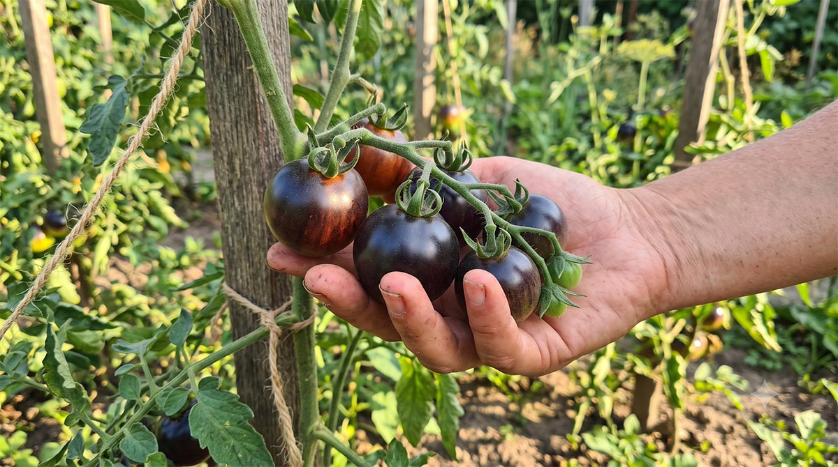 Zbiór czarnych pomidorów Indigo Rose w pełnym słońcu. Dłoń ogrodnika trzymająca kiść dojrzałych czarnych pomidorów koktajlowych na krzaku w ogrodzie.