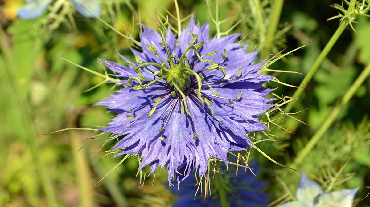 Delikatne, błękitne kwiaty czarnuszki siewnej (Nigella sativa) kwitnące na letniej rabacie.