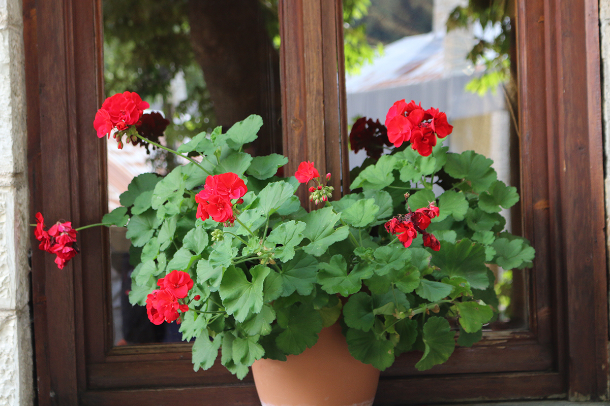 czerwona pelargonia na parapecie