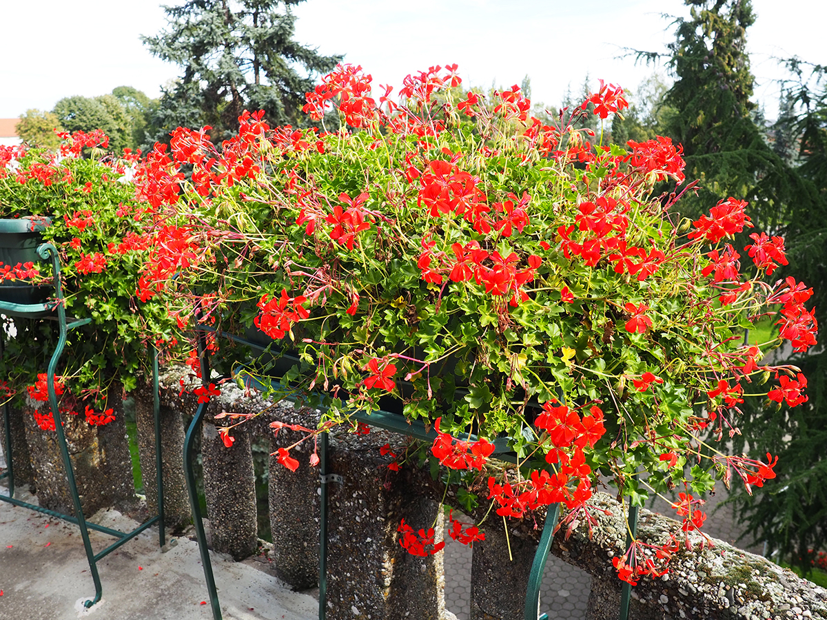 cezrwone kwiaty pelargonii wiszace na balustradzie balkonu w donicy