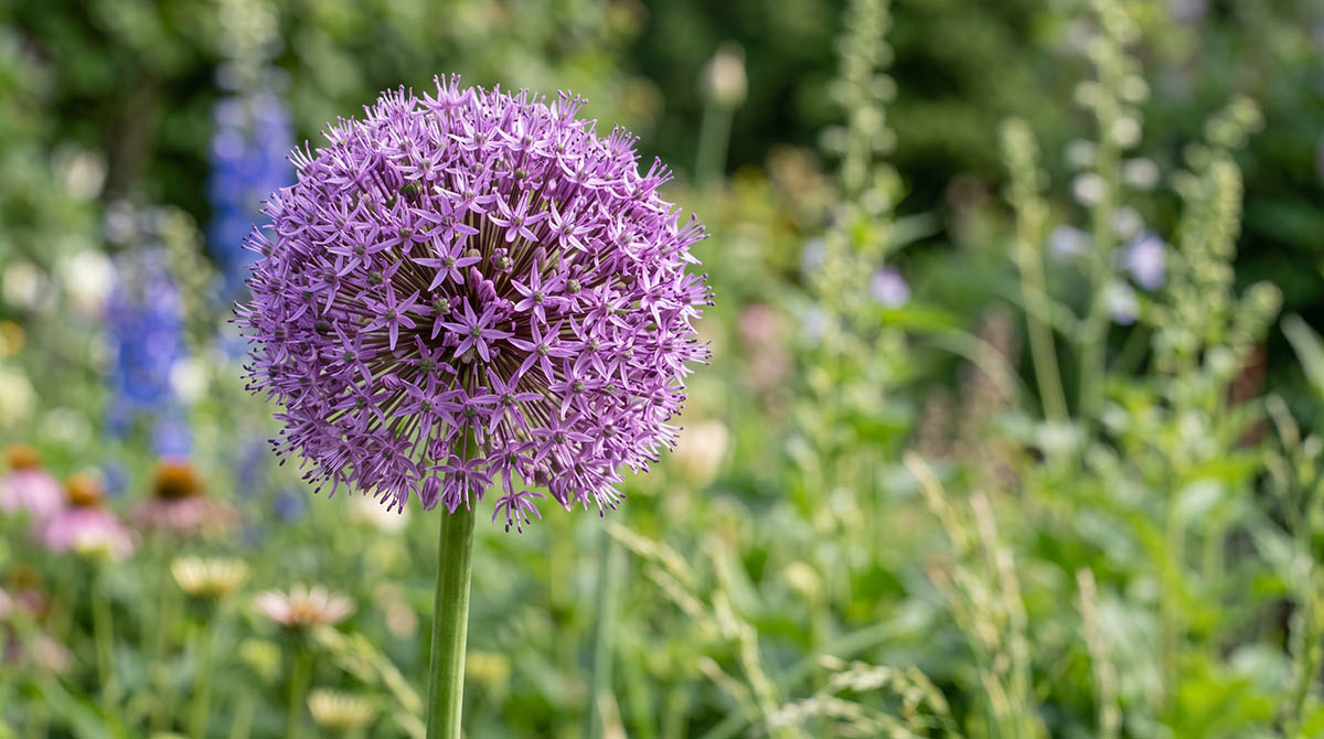 Czosnek ozdobny Globemaster - kula kwiatowa o średnicy 20 cm Fioletowa kula kwiatowa czosnku ozdobnego Allium giganteum w ogrodzie