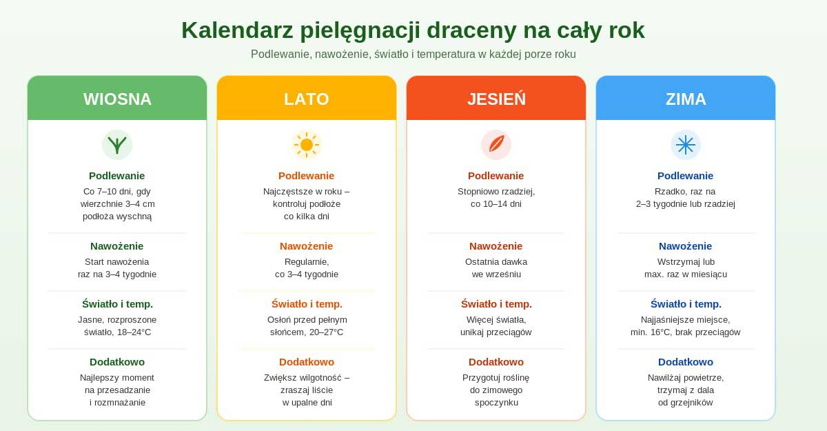 Kalendarz pielęgnacji draceny na cały rok Infografika: kalendarz pielęgnacji draceny wiosna, lato, jesień i zima