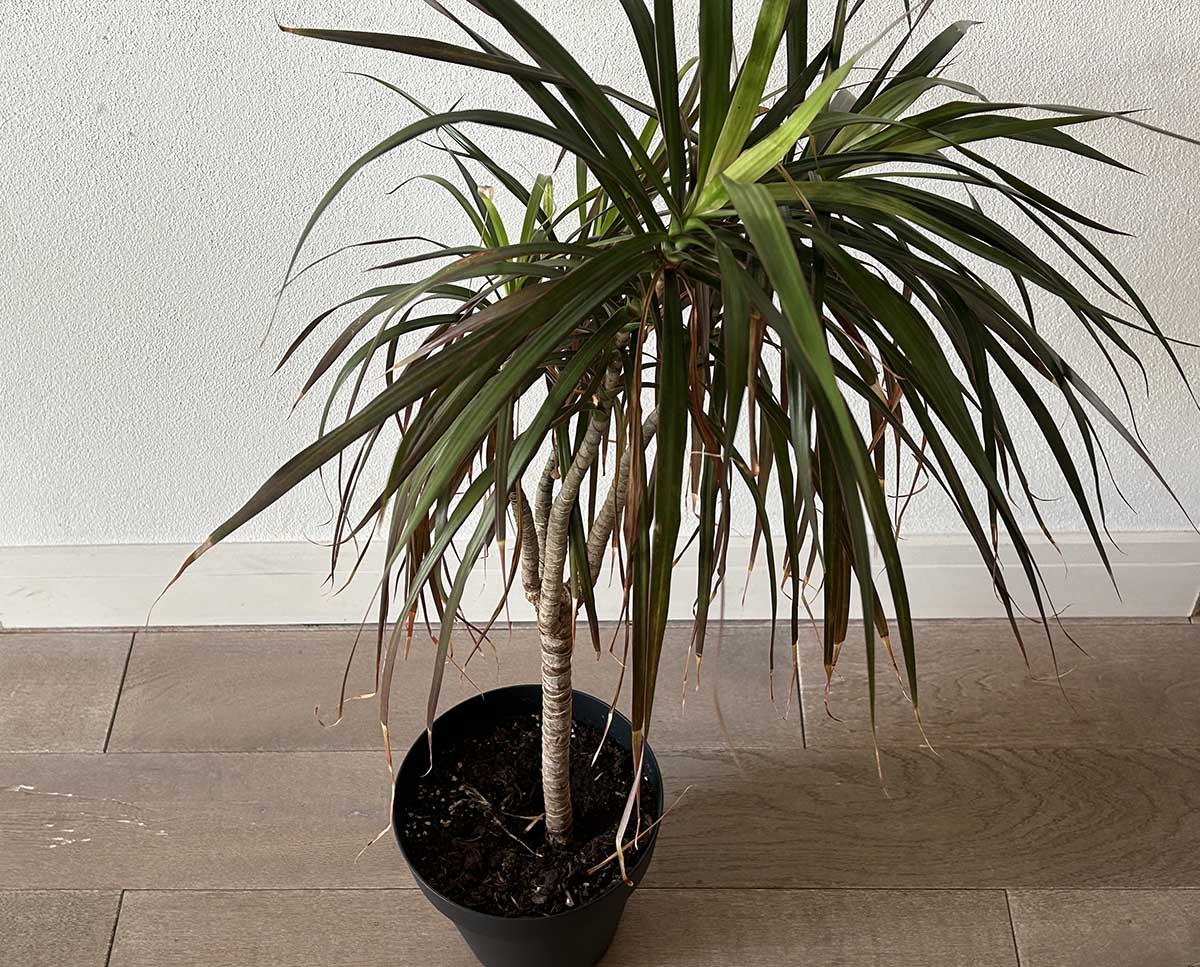 Pokrój draceny wymagającej regeneracji i odpowiedniego nawodnienia Dracena obrzeżona w czarnej doniczce z oklapniętymi i podsuszonymi dolnymi liśćmi