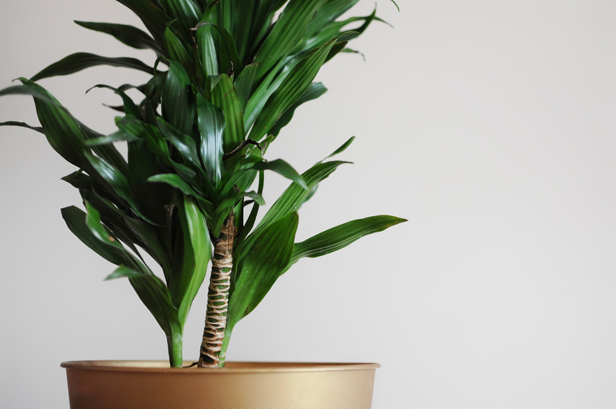 dracena w donicy zblizenie na lodyge i liscie 