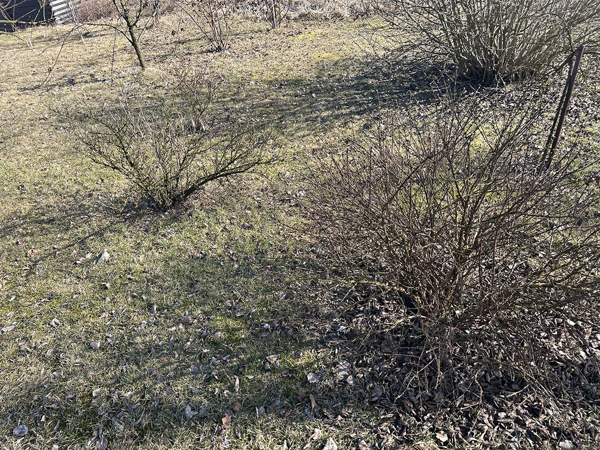 Odmiany jagody kamczackiej dwie odmiany jagody kamczackiej