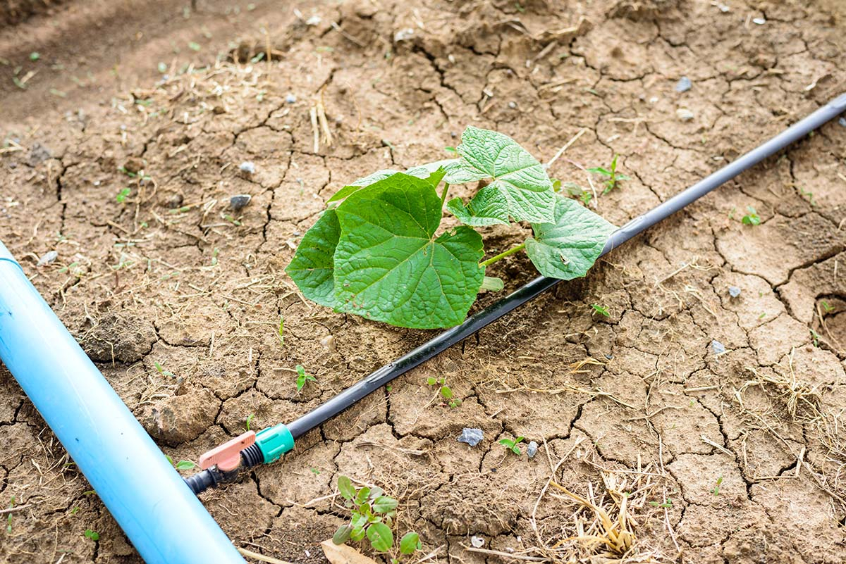 Działanie systemu nawadniania kropelkowego w przydomowym ogrodzie.