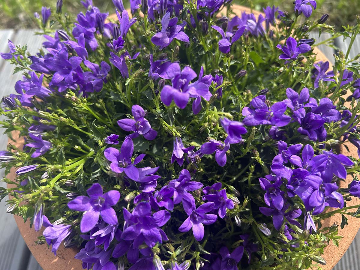 Zbliżenie na intensywnie fioletowe kwiaty dzwonka dalmatyńskiego (Campanula portenschlagiana) w pełnym rozkwicie