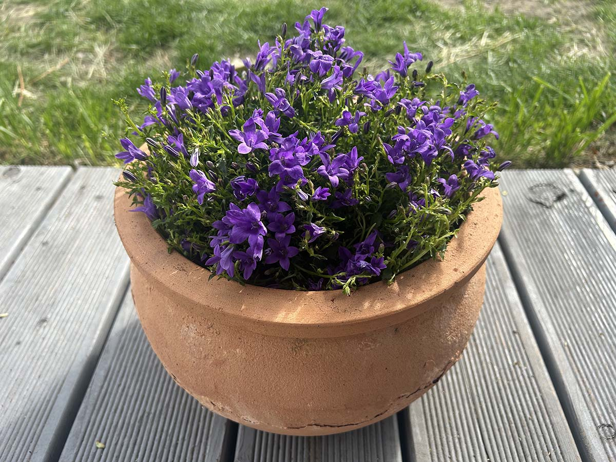 Kwitnący na fioletowo dzwonek dalmatyński (Campanula portenschlagiana) w glinianej donicy na drewnianym tarasie