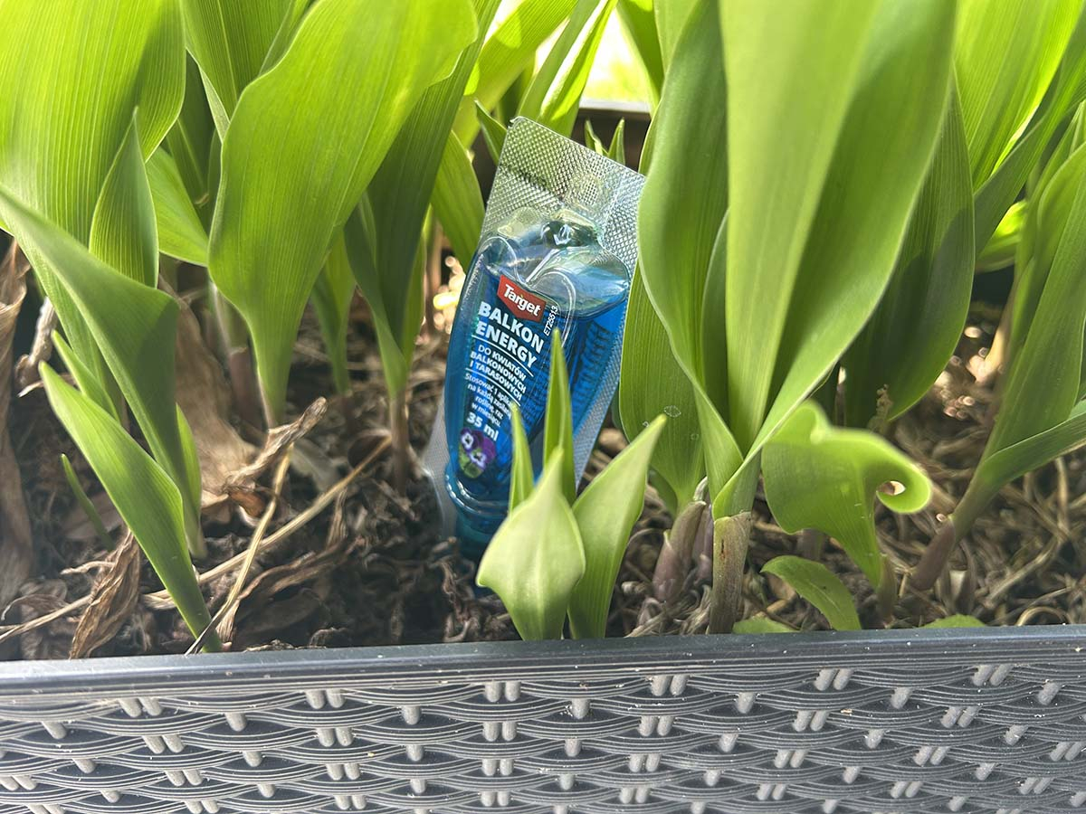 eliksir do balkonu w doniczce