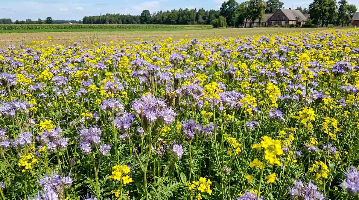 Facelia i gorczyca na poplon facelia i gorczyca biała jako poplon letni