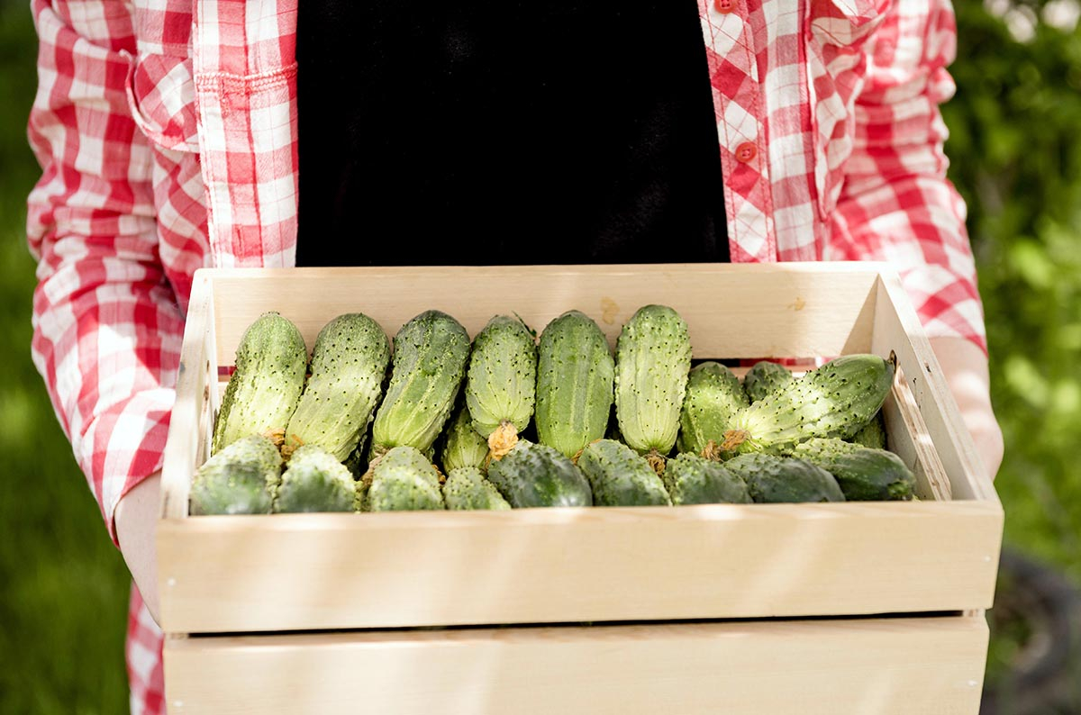 Zbiór ogórków partenokarpicznych w koszyku &ndash; chrupiące owoce bez nasion.