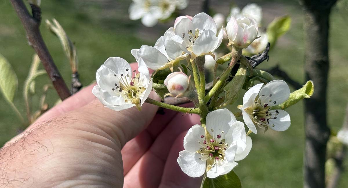 Zbliżenie na rozwijające się pąki kwiatowe w fazie różowego pąka na gałązce drzewa owocowego