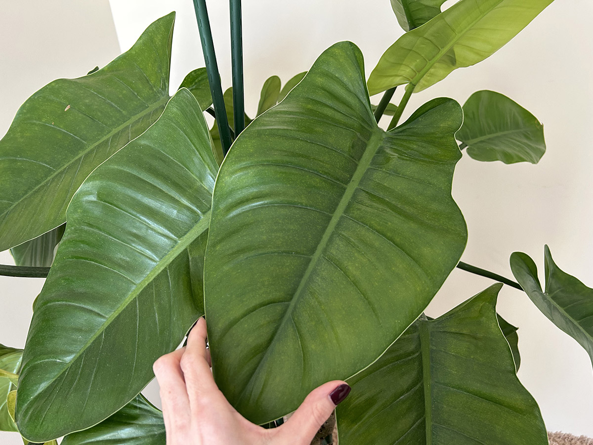 filodendron imperial green