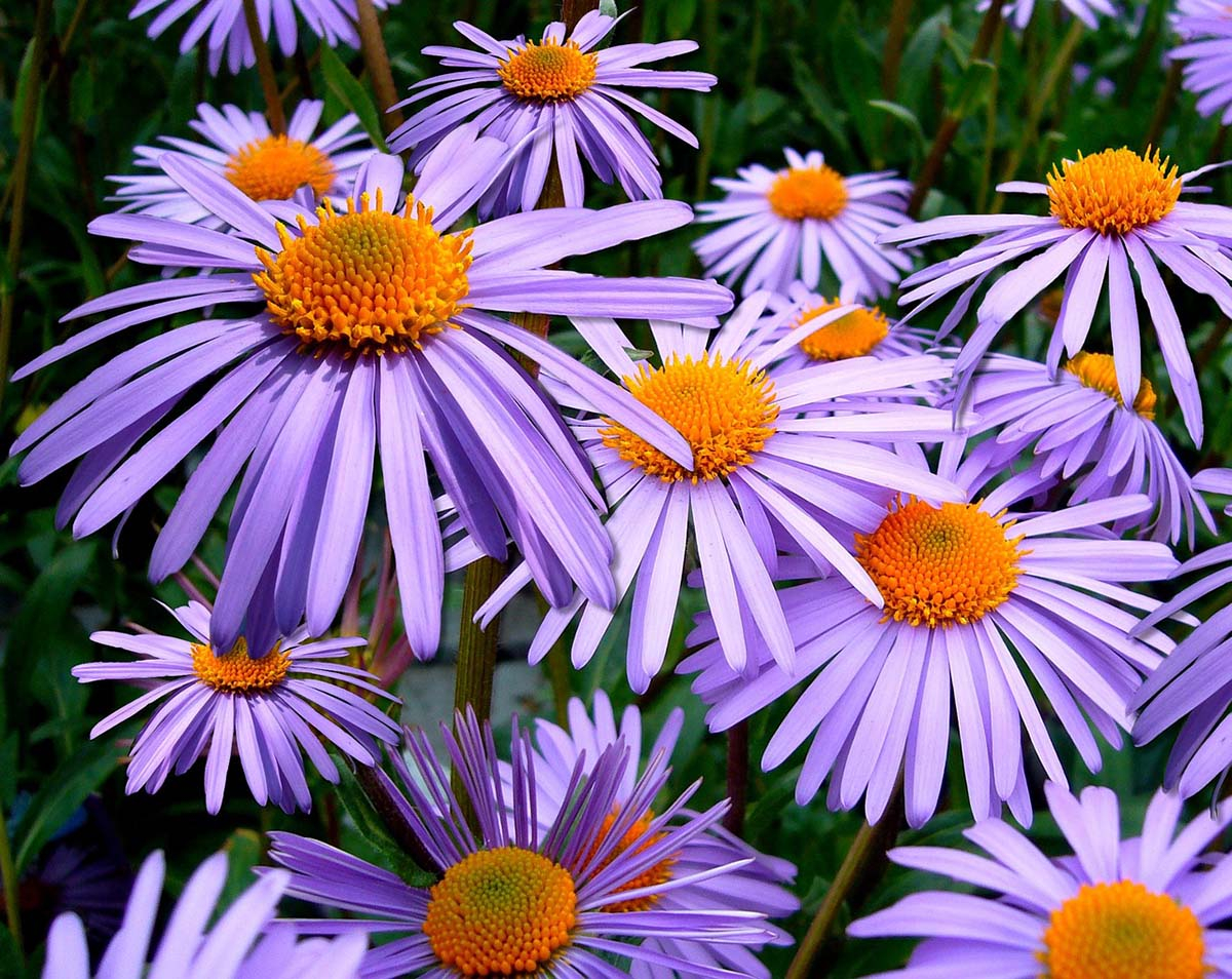 aster ogrodowy marcinek 