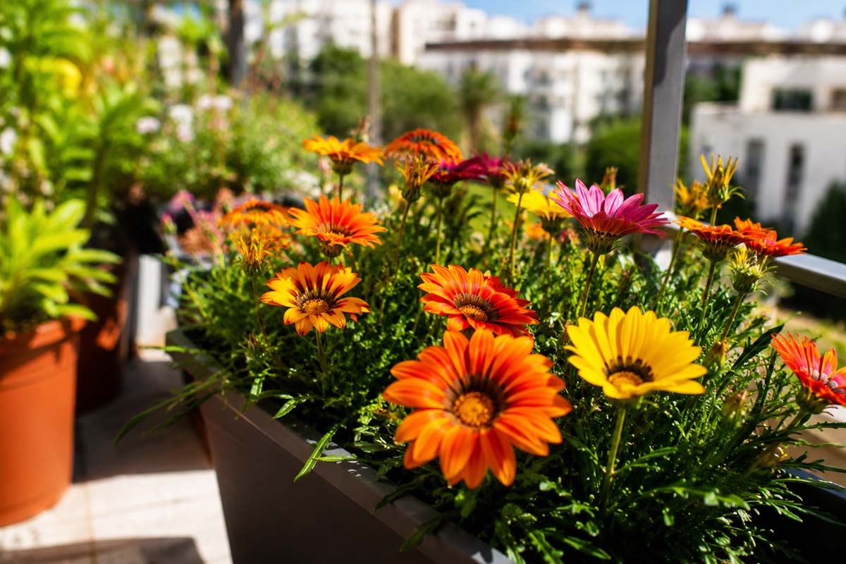 Gazania na balkonie - idealny kwiat na pełne słońce i upały Gazanie na słonecznym balkonie w donicy - kolorowe kwiaty odporne na suszę