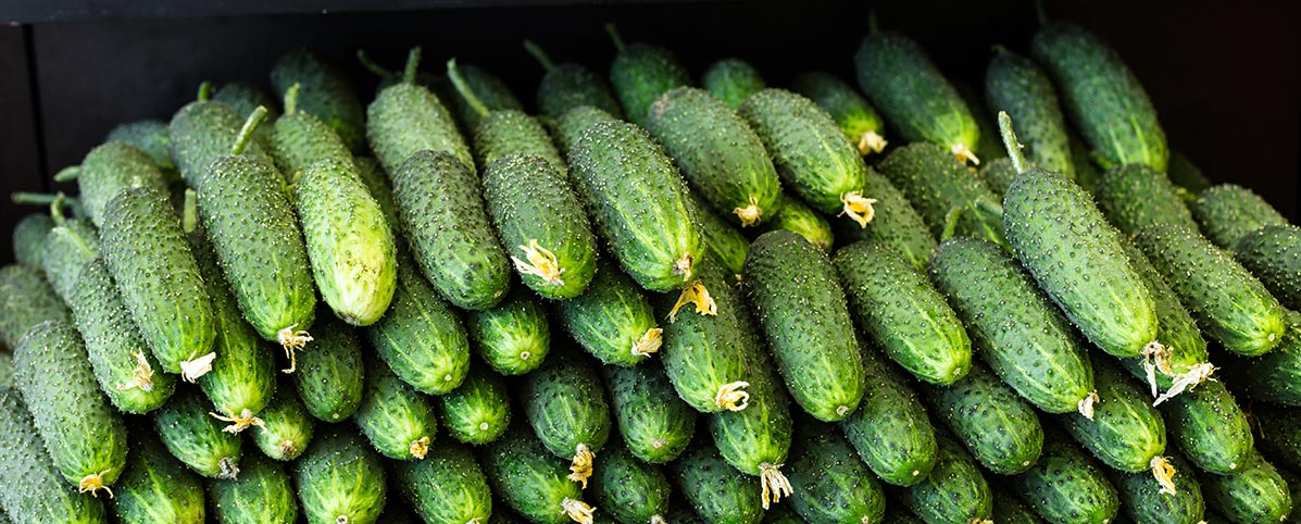 Gorzkie ogórki na krzaku &ndash; przyczyny goryczy w uprawie - kilkadziesiąt ogórków leżących na stole