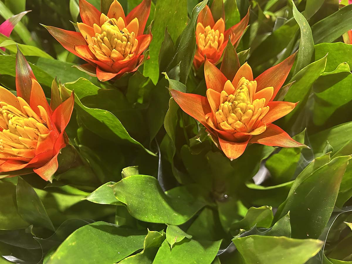 Guzmania - ozdobne barwne przykwiatki i właściwy kwiatostan. Zbliżenie na jaskrawopomarańczowy kwiatostan guzmanii z widocznymi żółtymi pąkami w centrum rozety.