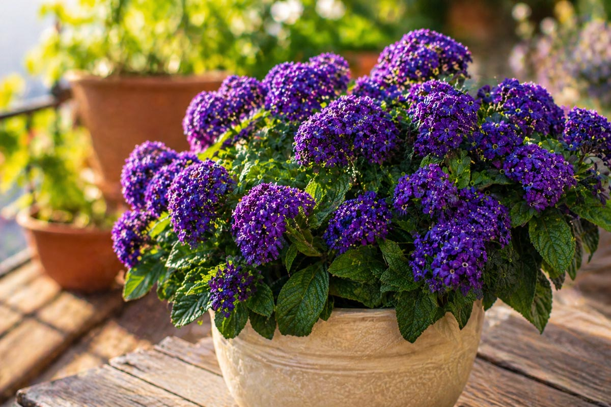 heliotrop peruwianski, niebieskie kwiaty w doniczce, kwitnący heliotrop