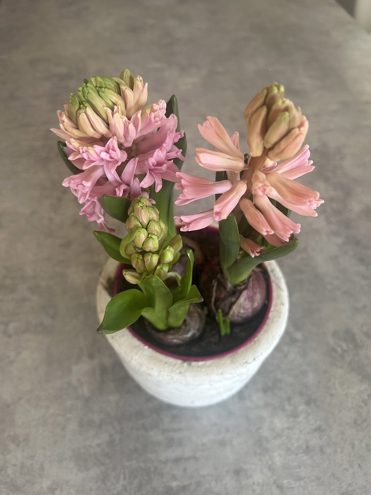 Pachnący wiosenny hiacynt hiacynt