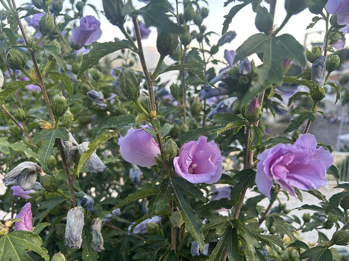 Budowa kwiatu i pąków hibiskusa syryjskiego Zbliżenie na fioletowe kwiaty i pąki ketmii syryjskiej osadzone na jednorocznych pędach.